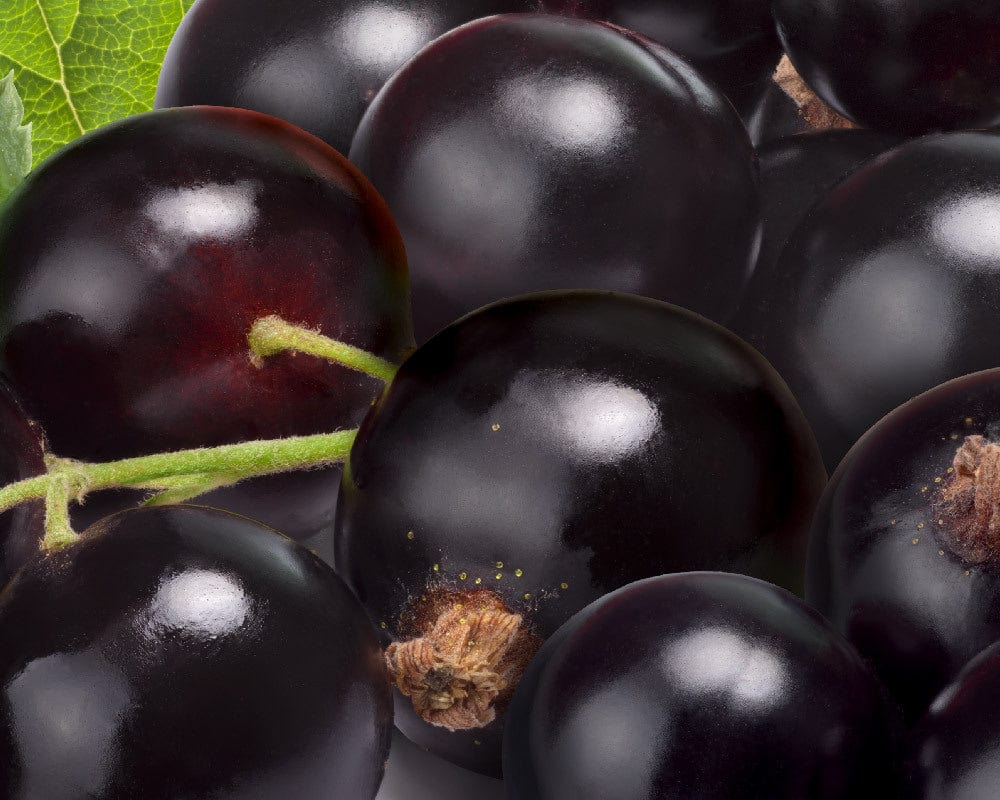 Blackcurrent