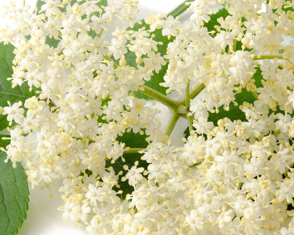 Elderflower