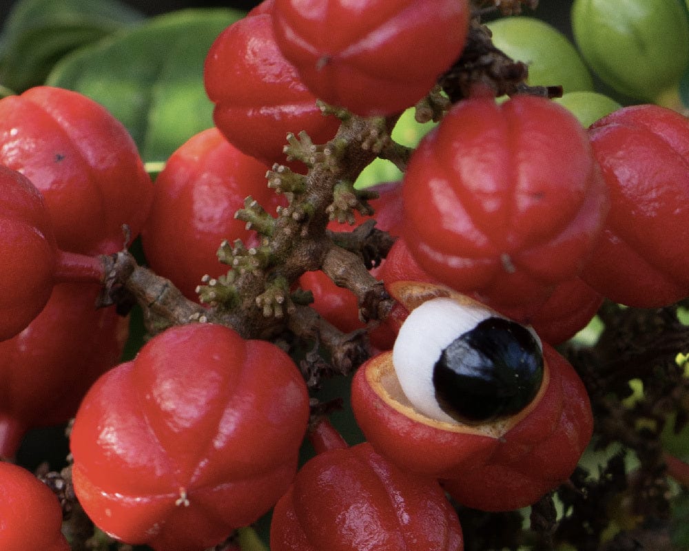 guarana