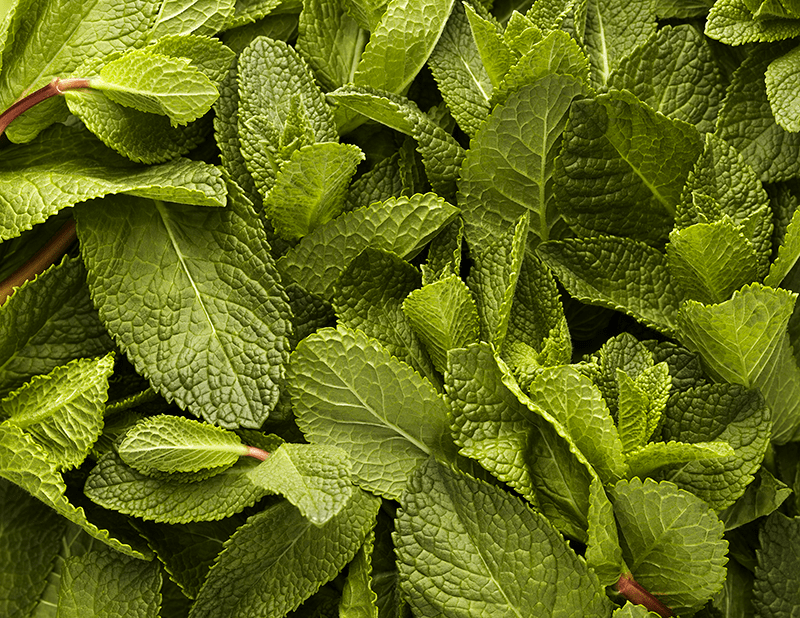 Cool Mint