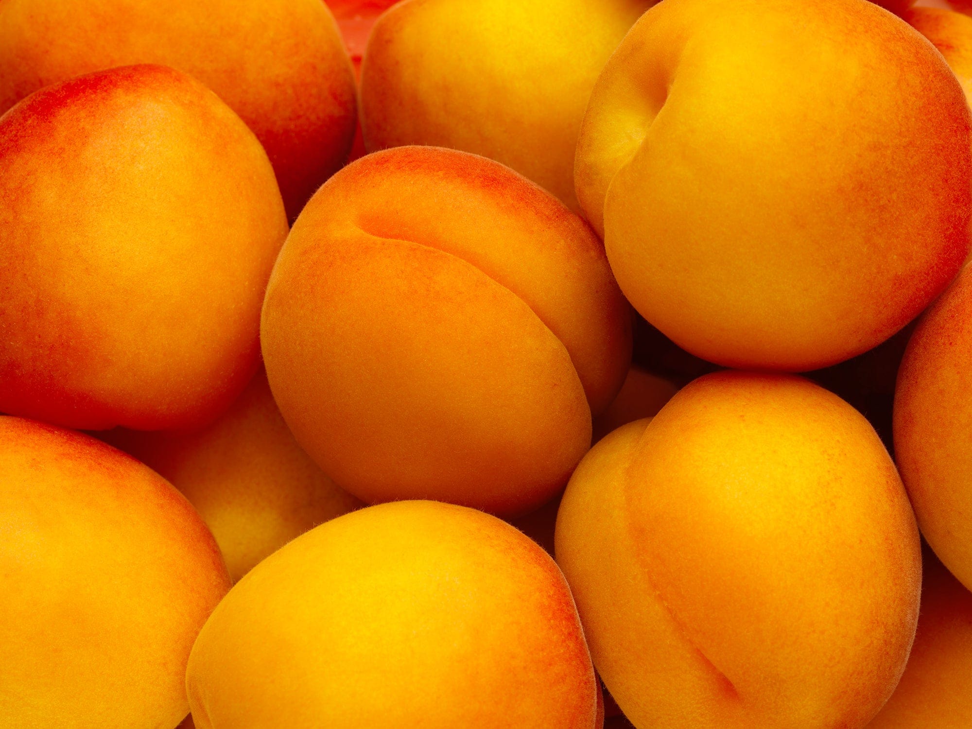 Apricot