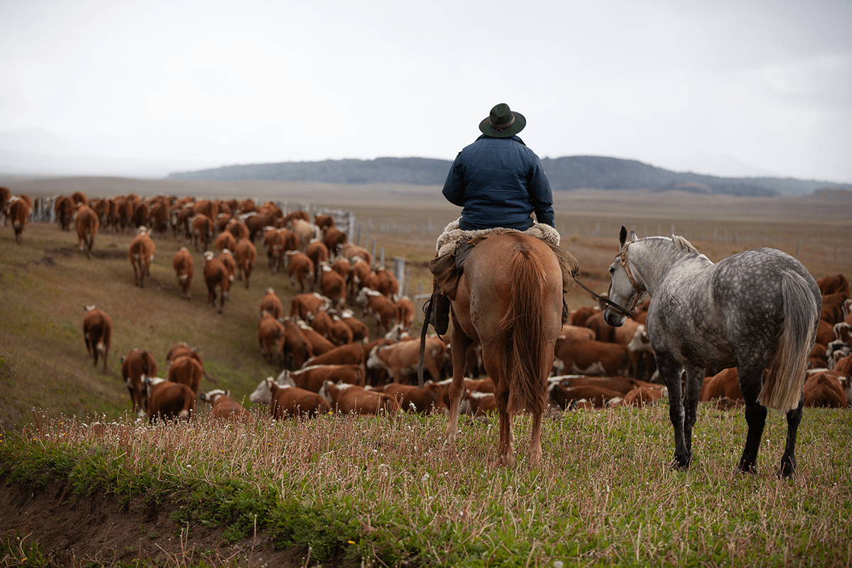 Pasture-Raised Pure Bovine Collagen