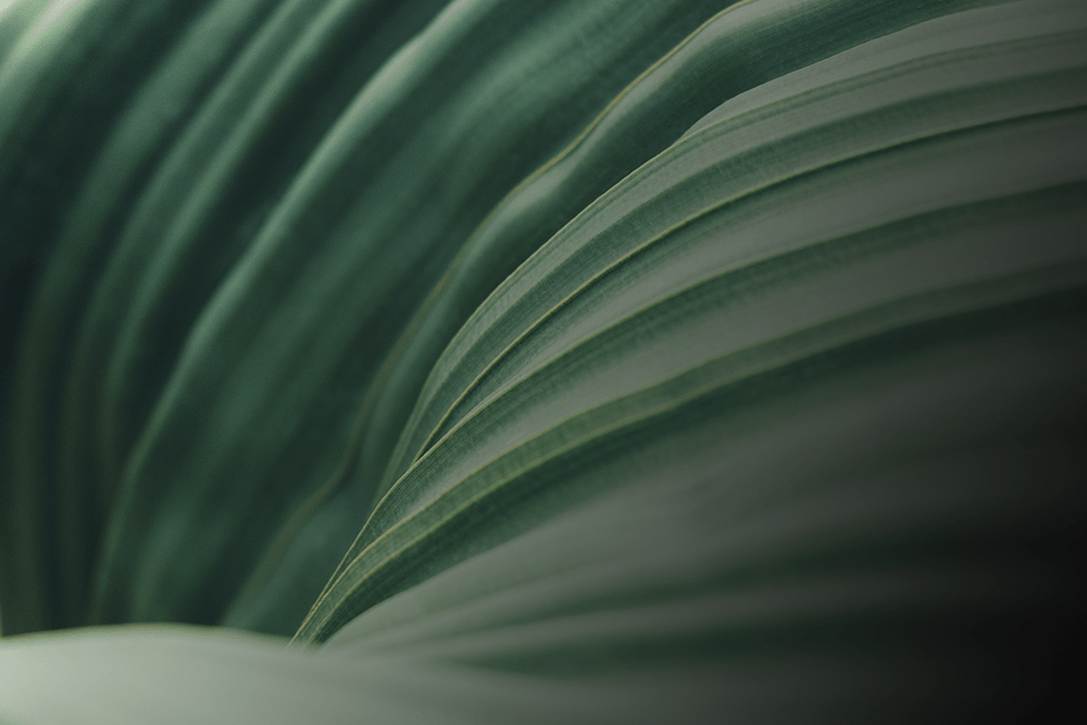 Plant-extracts-darker_d5ffb28f-6456-41ef-a866-5cf1f297c05f.png