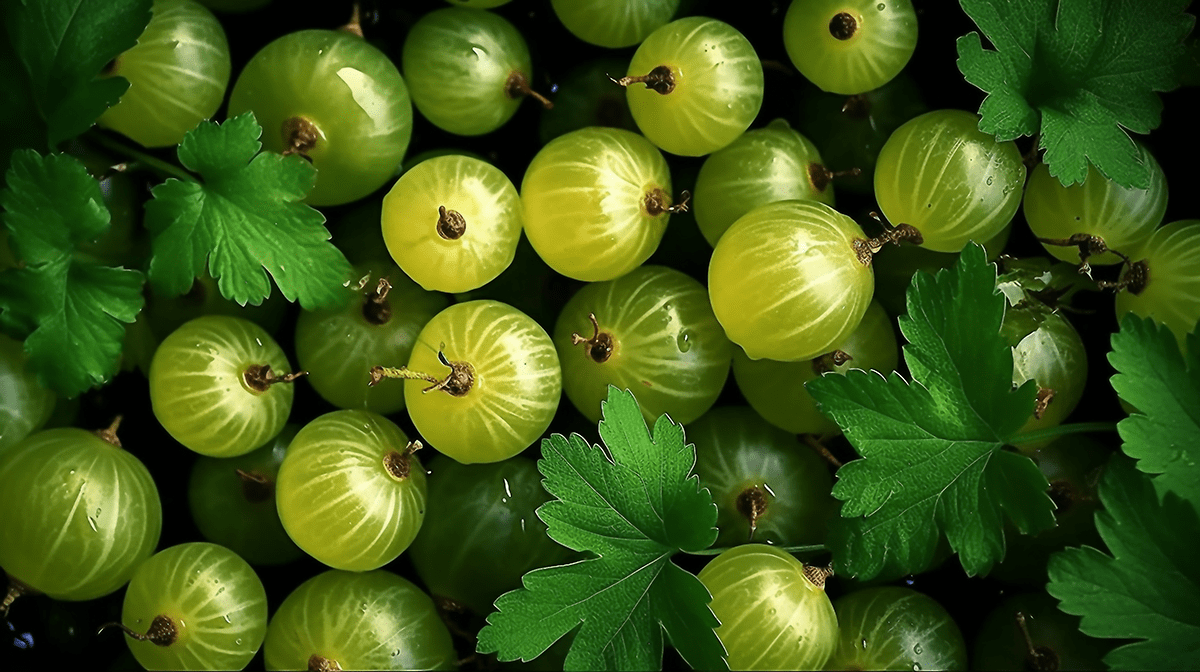 Organic Amla Extract