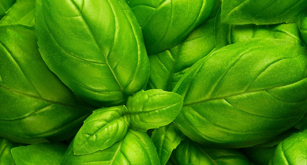 Basil