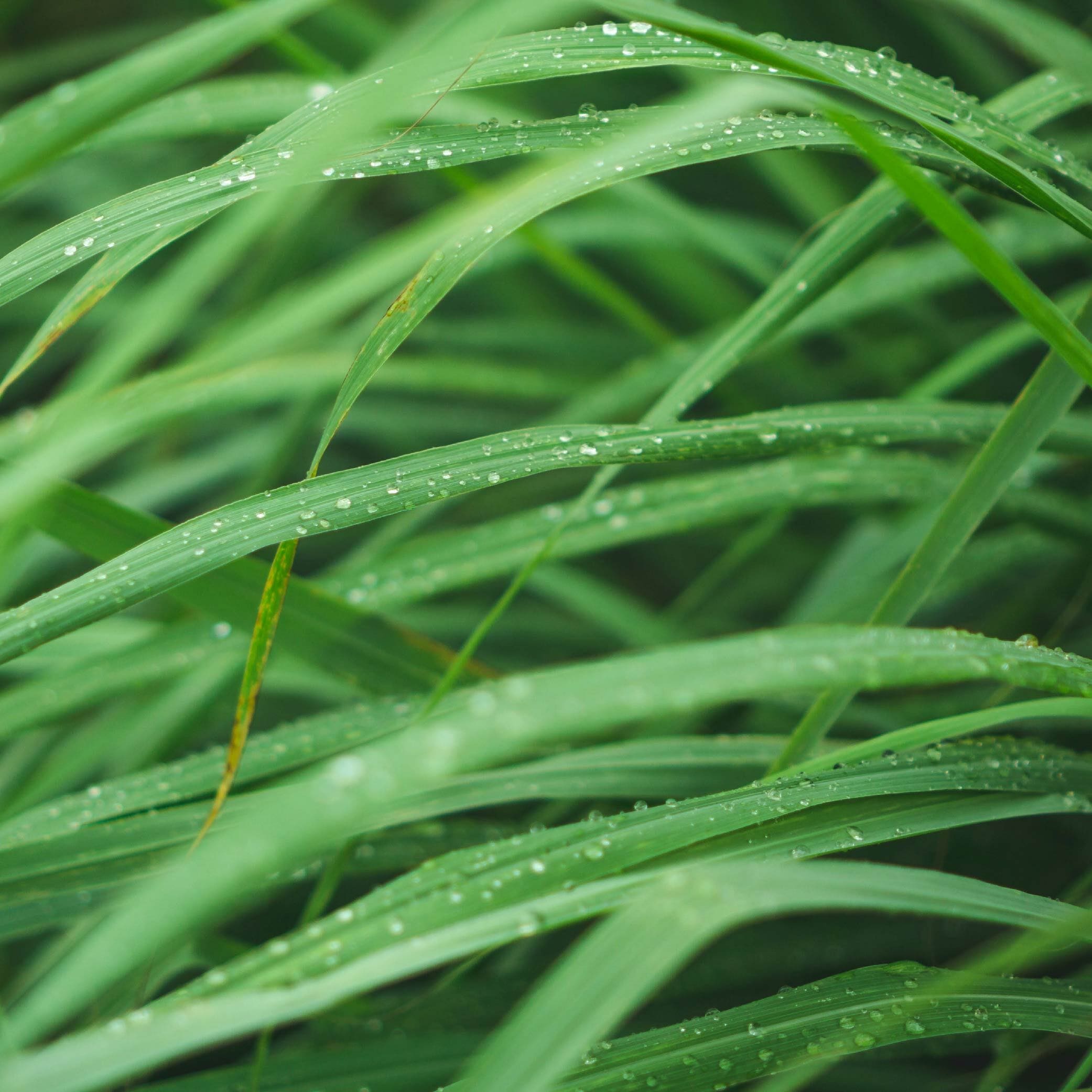 Lemongrass