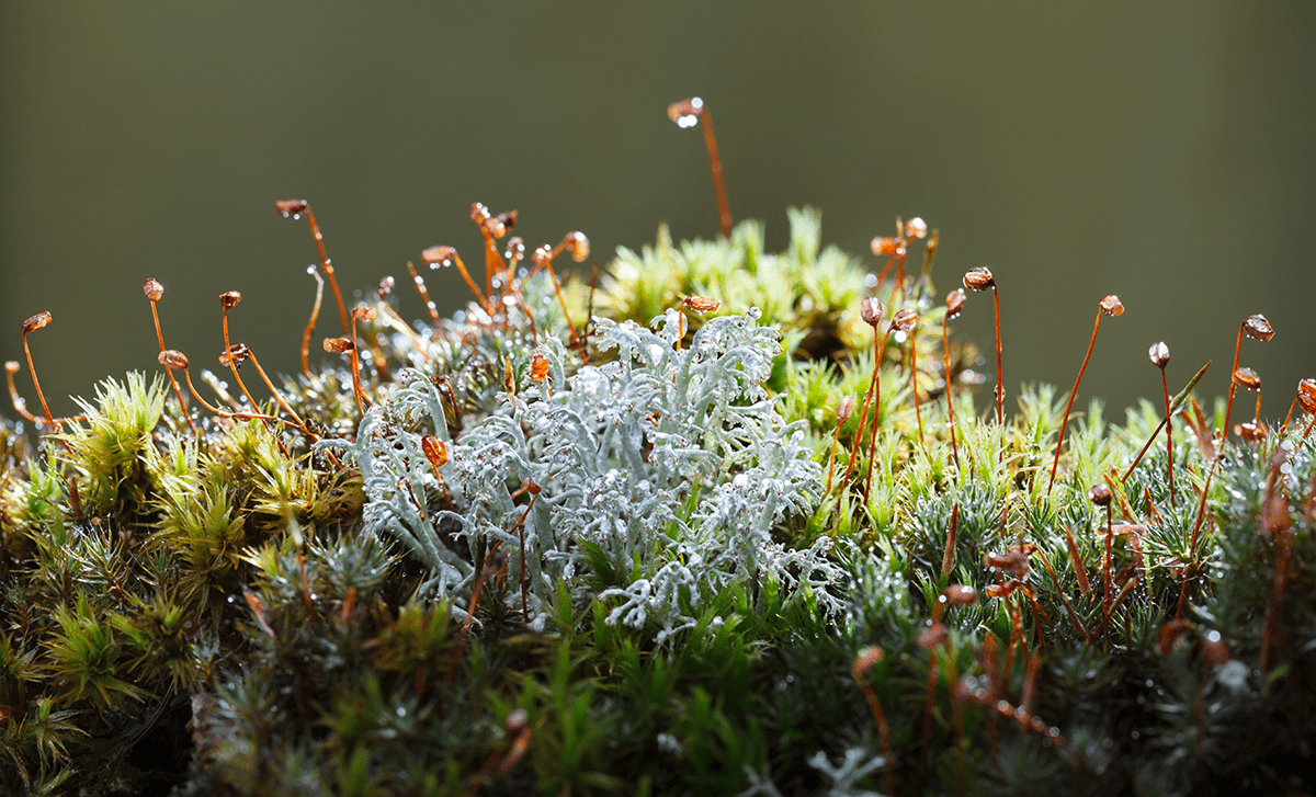 Organic Lichen Extract