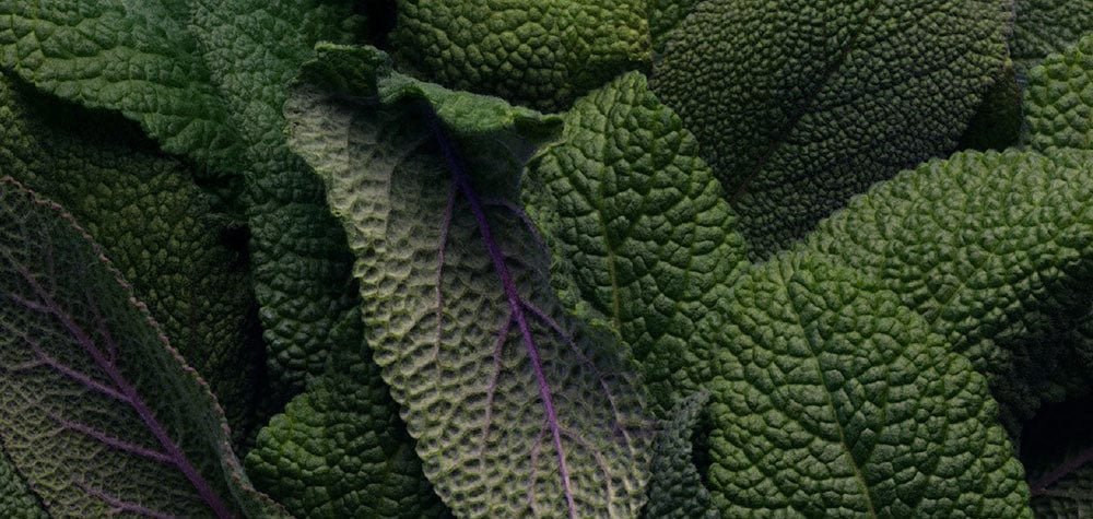 Sage